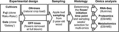 Toward Systematic Understanding of Flower Bud Induction in Apple: A Multi-Omics Approach